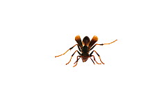 Wasp (Polistes sp) Dadanawa Ranch, Guyana, July. Meetyourneighbours.net project.