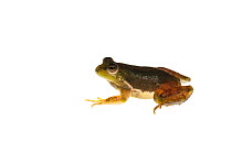 Guyana Harlequin Frog (Lysapsus laevis), Dadanawa Ranch, Guyana, July. Meetyourneighbours.net project.