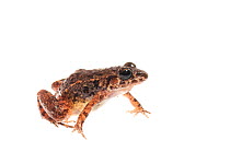 Chirping frog (Adenomera andrae), Kanuku Mountains, Guyana, July. Meetyourneighbours.net project.