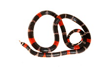 South American coral snake (Micrurus lemniscatus) Kanuku Mountains, July. Meetyourneighbours.net project.