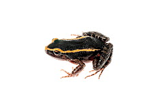 Gold striped frog (Leptodactylus lineatus), Kanuku Mountains, Guyana, July. Meetyourneighbours.net project.