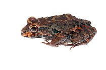 Myers' thin-toed frog (Leptodactylus myersi), Kanuku Mountains, Guyana, July. Meetyourneighbours.net project.