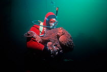 Giant Pacific Octopus (Enteroctopus dofleini) weighing over 20 Kilos interacting with a diver. Victoria Island, British Columbia, Canada. Pacific ocean.