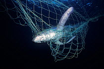 Thresher Shark (Alopias vulpinus) caught in gill net, Huatabampo, Mexico, Sea of Cortez, Pacific Ocean
