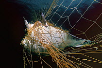 Manta Ray (Manta birostris) caught in gill net, Huatampo, Mexico. Gulf of California, Sea of Cortez, Pacific Ocean