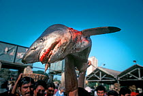 Mackerel shark (Lamna nasus) for sale at the Mumbai Fish Market. Mumbai, India.