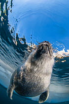 Young Baikal seal (Pusa sibirica) at breathing hole. Lake Baikal, Russia, April.