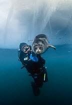 Young Baikal seal (Pusa sibirica) with diver under the ice. Lake Baikal, Russia, April.