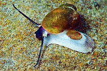 Snail (Benedictia baicalensis) Lake Baikal, Russia, June.