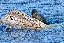 Baikal seals (Pusa sibirica), endemic to Lake Baikal, Russia, June.