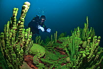 Diver with Baikal sponges (Lubomirskia baicalensis). Lake Baikal, Russia, March 2007. Model released.