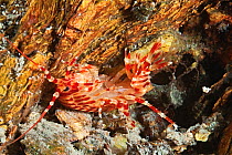 Amphipod (Parapallasea sitnikovae), Lake Baikal, Russia, May.