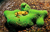Bighead sculpin (Batrachocottus baicalensis) on sponge (Lubomirskia baicalensis). Lake Baikal, Russia, March 2007.