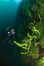 Diver exploring Lake Baikal, Bighead sculpin (Batrachocottus baicalensis) visible on sponge (Lubomirskia baicalensis). Lake Baikal, Russia, December 2009.