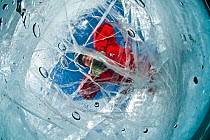 Person looking through transparent ice (1m thick) on lake surface to see diver below. Lake Baikal, Russia, March 2010.