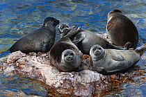 Baikal seals (Pusa sibirica) hauled out on rock. Endemic to Lake Baikal. Russia, May.