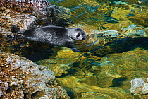 Baikal seal (Pusa sibirica) in water. Endemic to Lake Baikal, Russia, May.