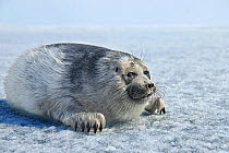 Baby Baikal seal (Pusa sibirica) on ice. Lake Baikal, Russia, April.