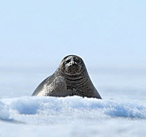 Baikal seal (Pusa sibirica) on ice. Lake Baikal, Russia, April.