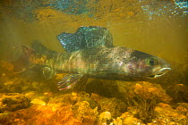 Arctic grayling (Thymallus arcticus) male travelling upstream during the annual spawning run, North Park, Colorado, USA, June.