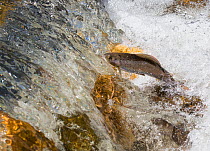 Arctic grayling (Thymallus arcticus) male leaping over rocks to reach waterfall during the annual spawning run, North Park, Colorado, USA, June.