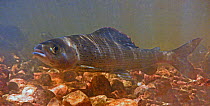 Arctic grayling (Thymallus arcticus) male in spawning stream during the annual run, North Park, Colorado, USA, June.