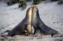 Young Australian sea lions (Neophoca cinerea) practicing courtship behaviour, male on the left, female on the right. Seal Bay, Kangaroo Island, Australia. Small reproduction only.