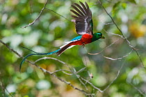 Resplendent quetzal (Pharomachrus mocinno costaricensis) male in flight, Costa Rica.