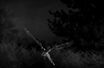 Nightjar (Caprimulgus europaeus) in flight, taken at night with infra-red remote camera trap, France, July 2014.