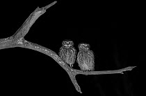 Little owl (Athene noctua) pair, taken at night with infra-red remote camera trap, Mayenne, France, March.