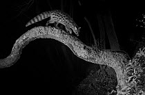 Common genet (Genetta genetta) on branch, taken at night with infra-red remote camera trap, France, January.