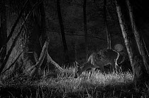 Roe deer (Capreolus capreolus), taken at night with infra-red remote camera trap, France, April.