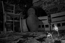 House mice (Mus musculus) fighting in a basement. Taken at night with infra-red remote camera trap, Mayenne, France, May.
