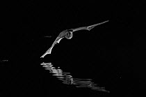 Barbastelle bat (Barbastella barbastellus) in flight over water, taken at night with infra-red remote camera trap, France, July.