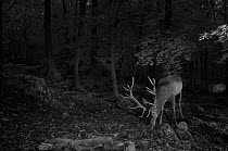 Red deer (Cervus elaphus) stag in forest, taken at night with infra-red remote camera trap, France, October.