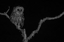 Tawny owl (Strix aluco) taken at night with infra-red remote camera trap, Mayenne, France, August.