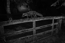Pine marten (Martes martes) walking along  garden fence. Taken at night with infra-red remote camera trap, France, May.