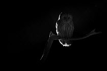 Tawny owl (Strix aluco) taken at night with infra-red remote camera trap, Mayenne, France, September.