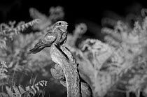 Nightjar (Caprimulgus europaeus) perched on post,  taken at night with infra-red remote camera trap, Mayenne, France, June.