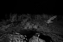 Nightjar (Caprimulgus europaeus) flying, taken at night with infra-red remote camera trap, Mayenne, France, June.