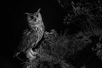 Eurasian eagle owl (Bubo bubo) perched with prey offering for female. Taken at night with infra-red remote camera trap, Hautes-Pyrenees, France, March.