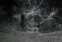 Wild boar (Sus scrofa) in muddy forest clearing, taken at night with infra-red remote camera trap, Mayenne, France, September.