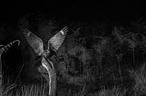 Nightjar (Caprimulgus europaeus) flying, taken at night with infra-red remote camera trap, Mayenne, France, June.