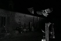 Little owl (Athene noctua) flying to perch outside country house. Taken at night with infra-red remote camera trap, Mayenne, France, May.