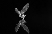 Grey long-eared bat (Plecotus austriacus) drinking in flight, taken at night with infra-red remote camera trap. Mayenne, France, July.