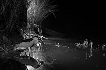 Black-crowned night-heron (Nycticorax nycticorax) with catfish prey, taken at night with infra-red remote camera trap. Rhone, France, May.
