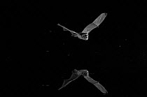 Serotine bat (Eptesicus serotinus) flying low over water, taken at night with infra-red remote camera trap, France, July.
