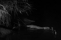 Eurasian beaver (Castor fiber) entering water, taken at night with infra-red remote camera trap, Rhone River, France, May.