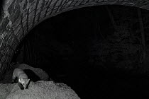 Stone marten / beech marten (Martes foina) under bridge, taken at night with infra-red remote camera trap, France, June.