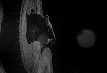 Pine marten (Martes martes) in hollow log with an egg, taken at night with infra-red remote camera trap, France, October.